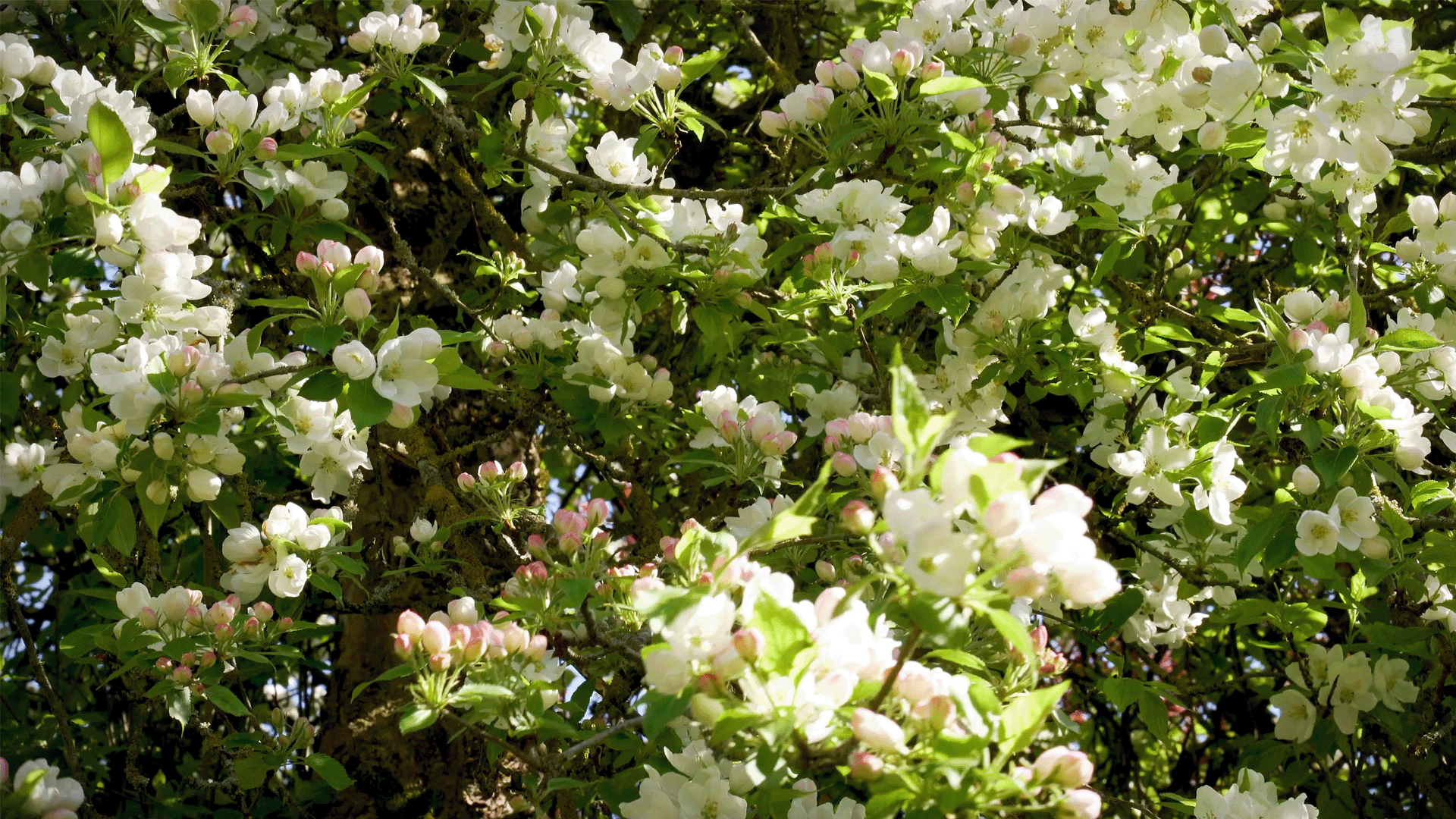 FIELDTRIP: Claude Monet's Garden at Giverny 