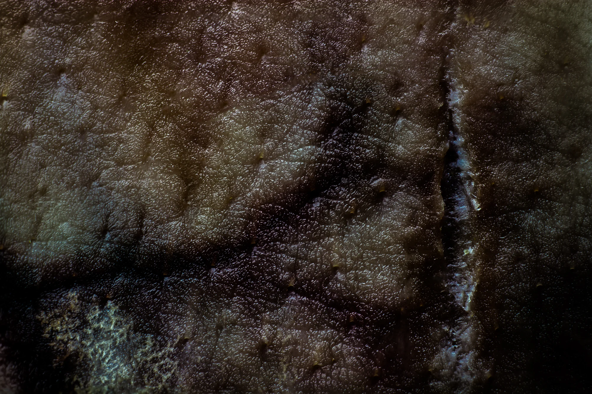 pig-ear-macro-1.jpg