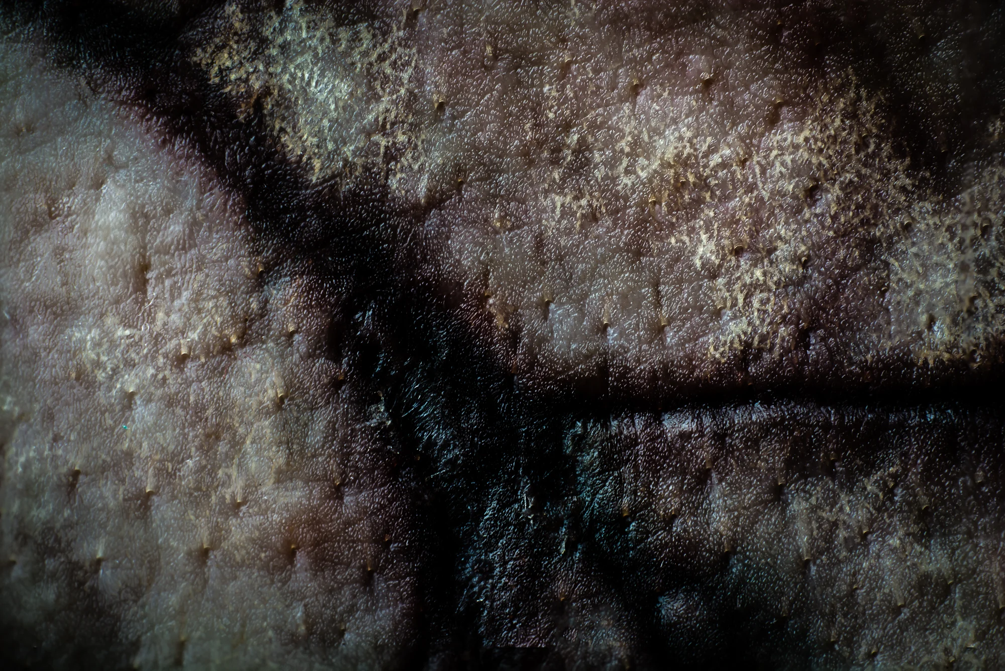 pig-ear-macro-2.jpg