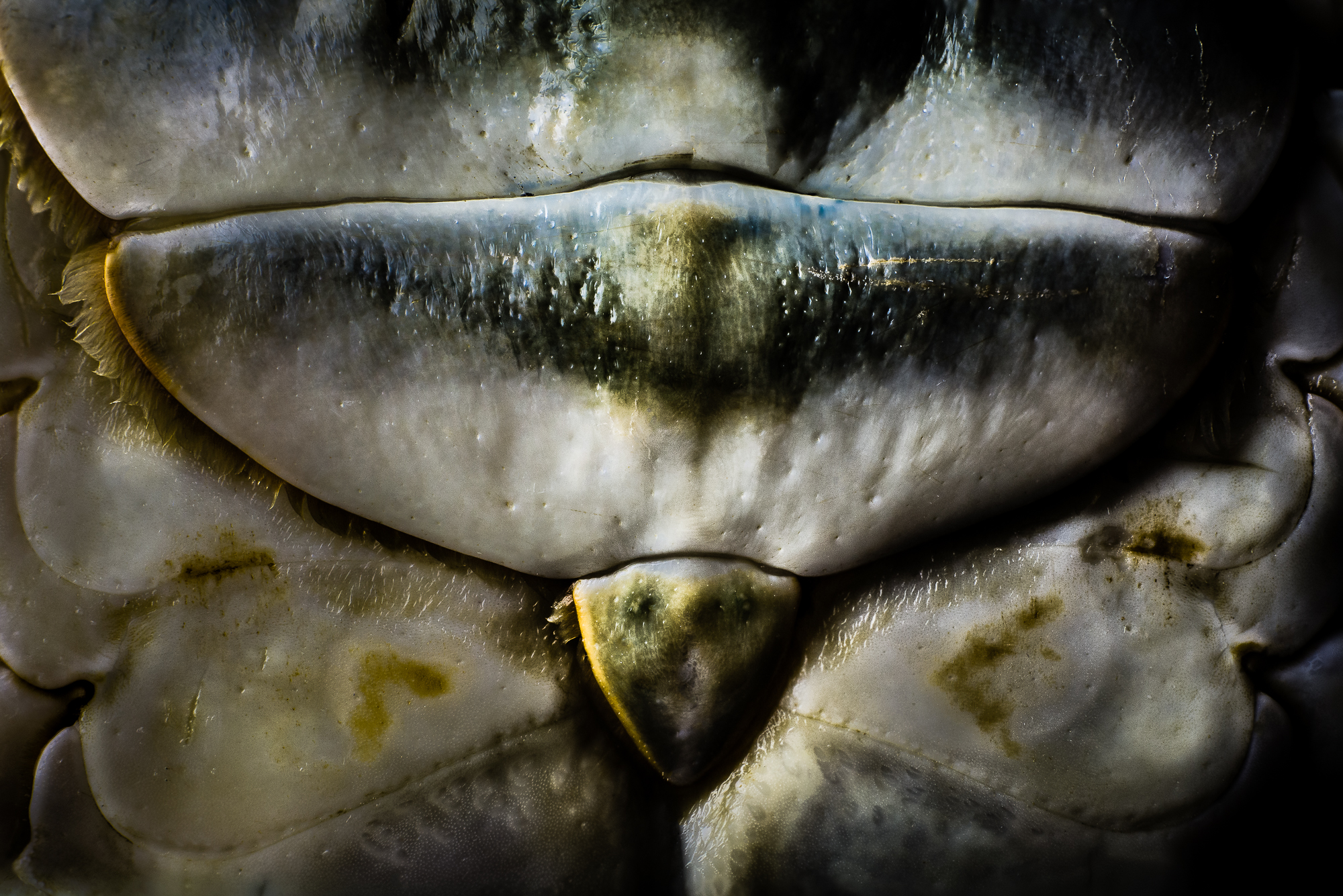 seafood-macro-3.jpg