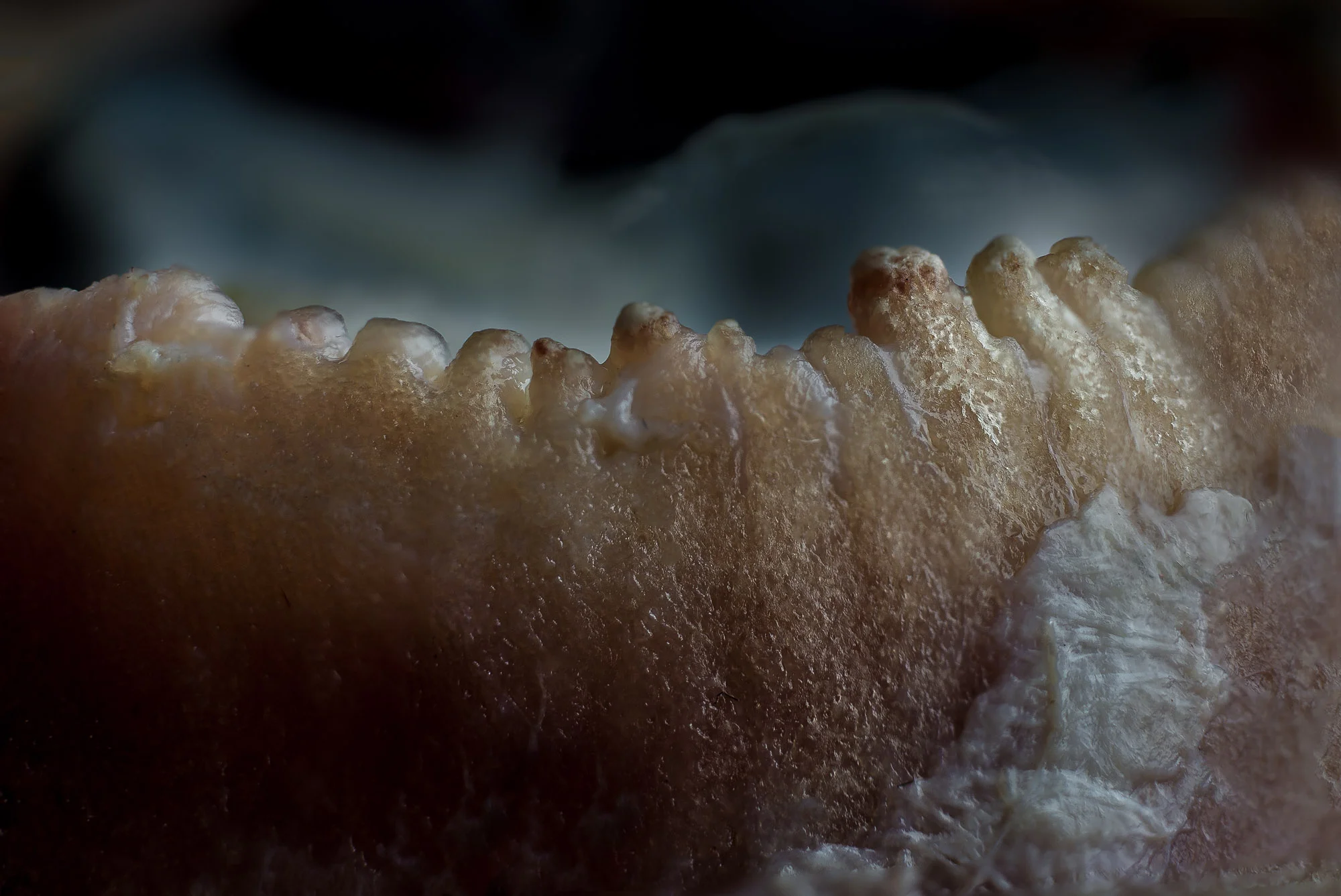 neal-auch-close-up-lamb-eye-2.jpg