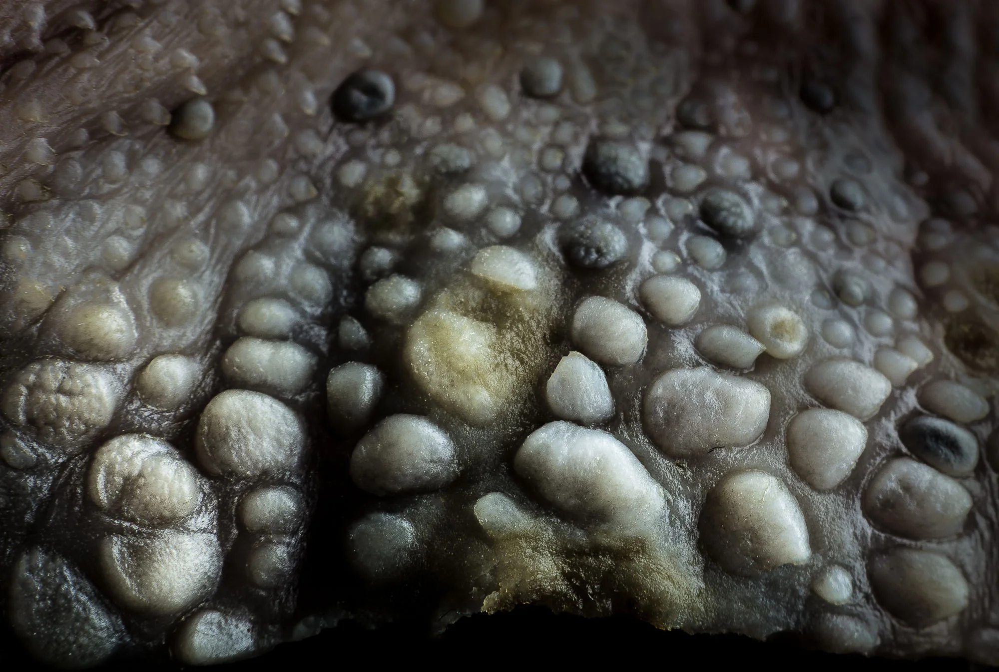 neal-auch-close-up-lamb-tongue.jpg