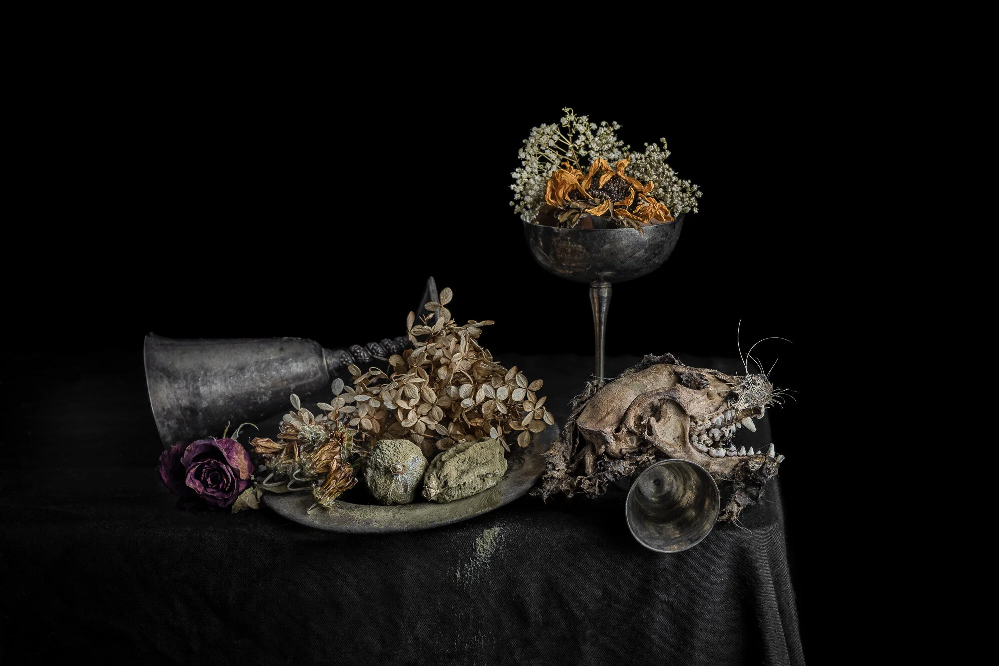 Still Life with Raccoon Head
