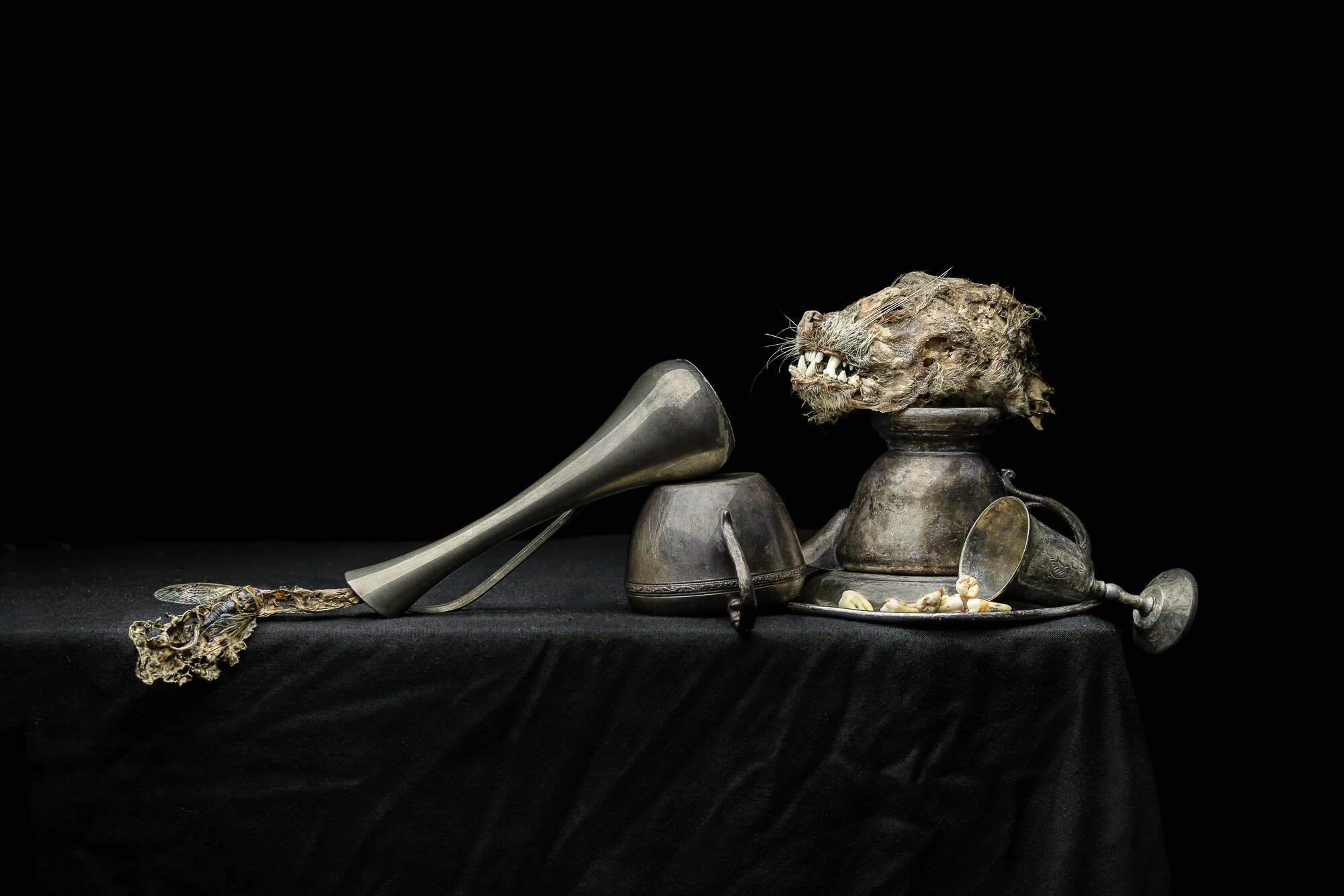 Still Life with Raccoon Head, Cicada, and Teeth