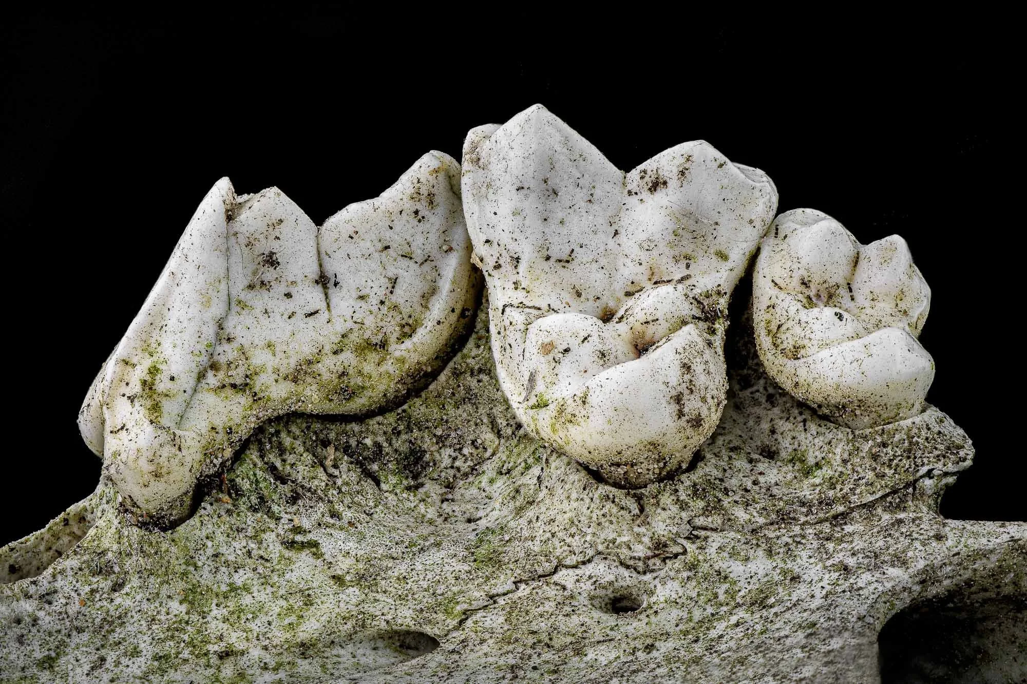 Bone Landscape