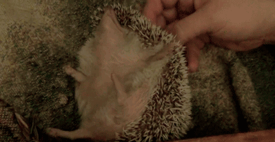 Hedgehog.gif