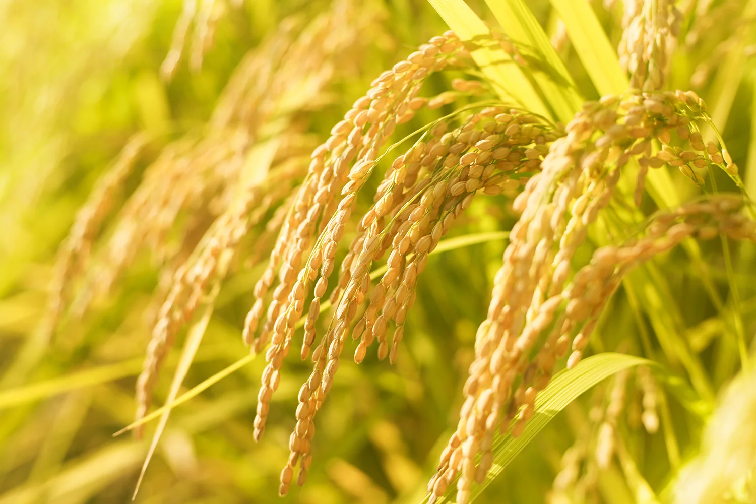 rice-banner.jpg