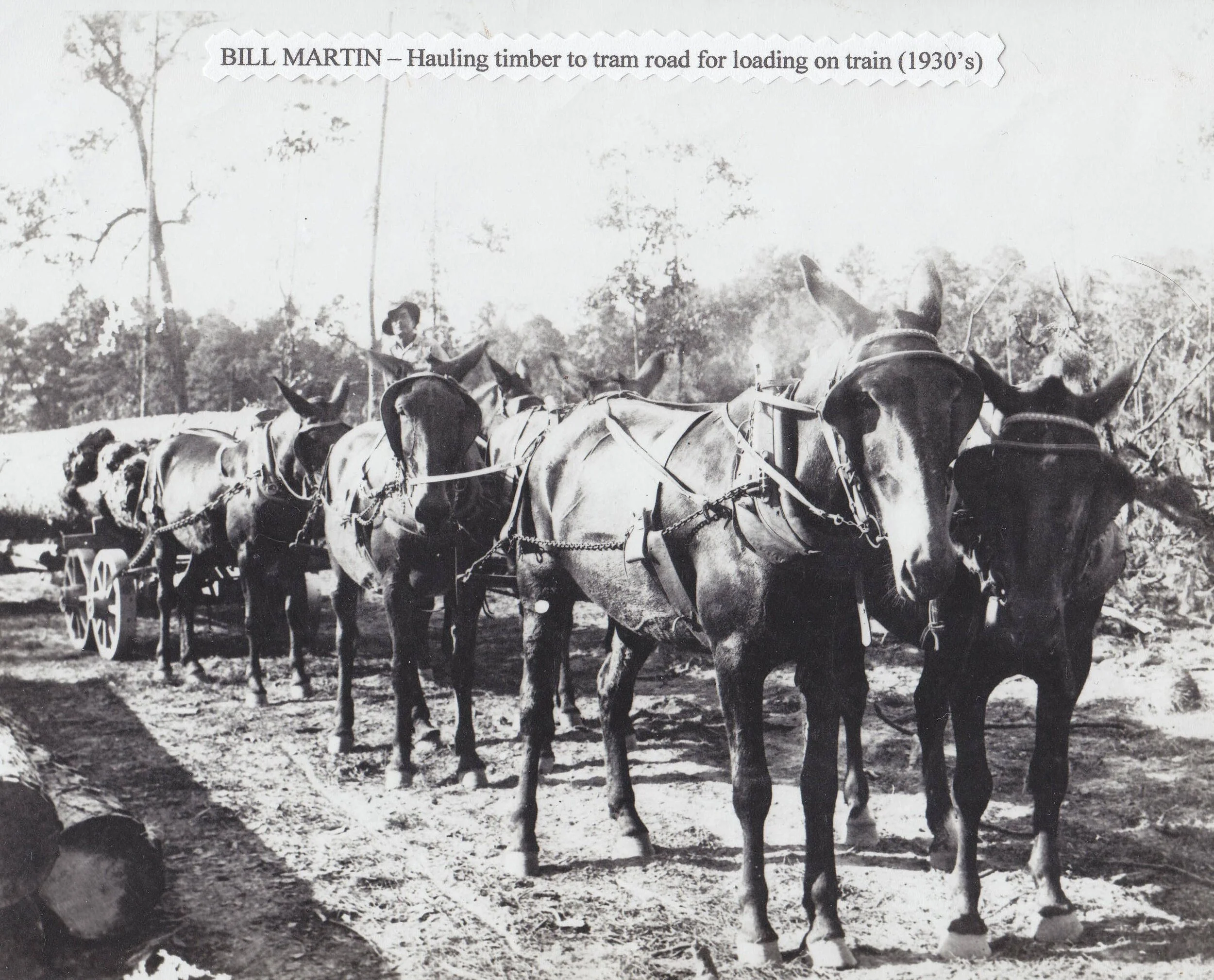 Bill Martin-Horses.jpg