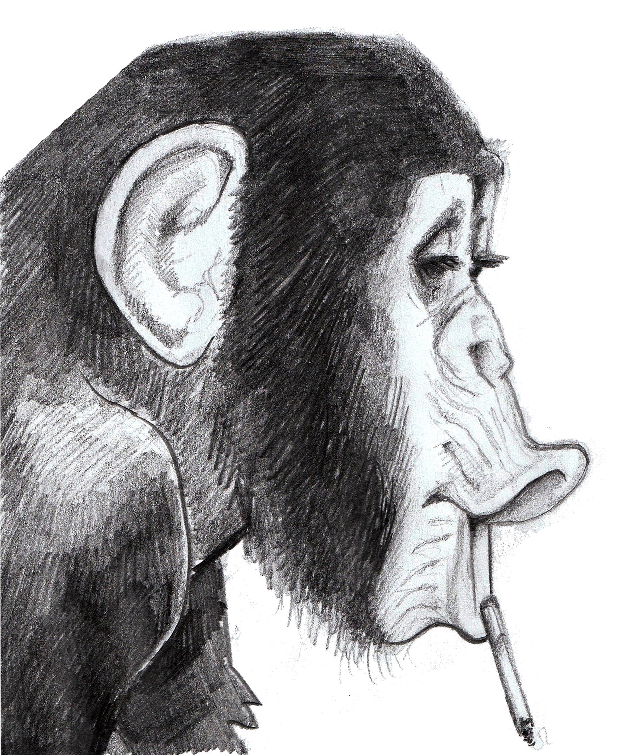 monkey+sketch+.jpg