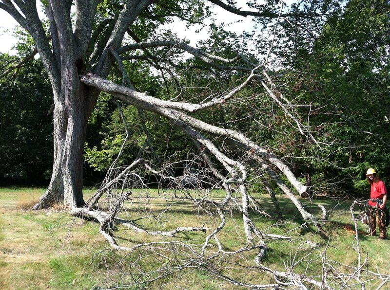 Emergency Tree Care