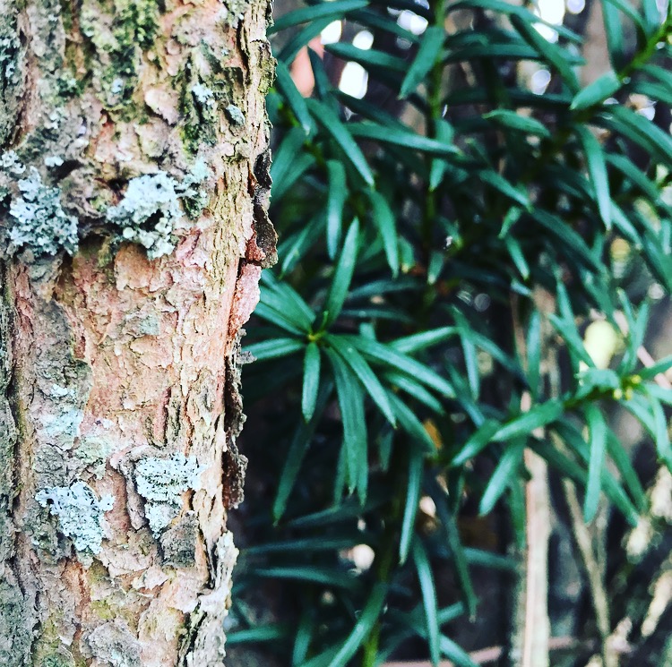  Bark of the Yew 