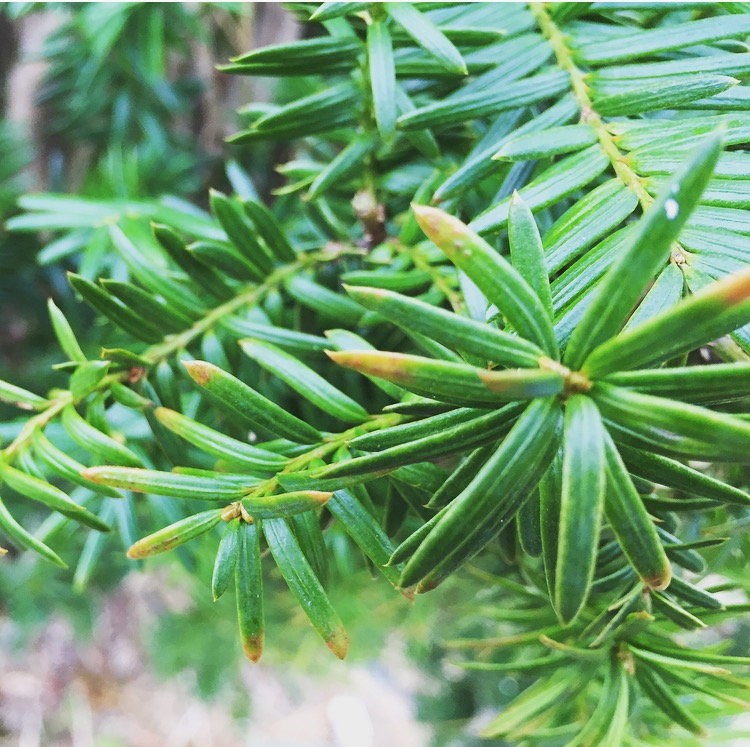  Yew Needles 