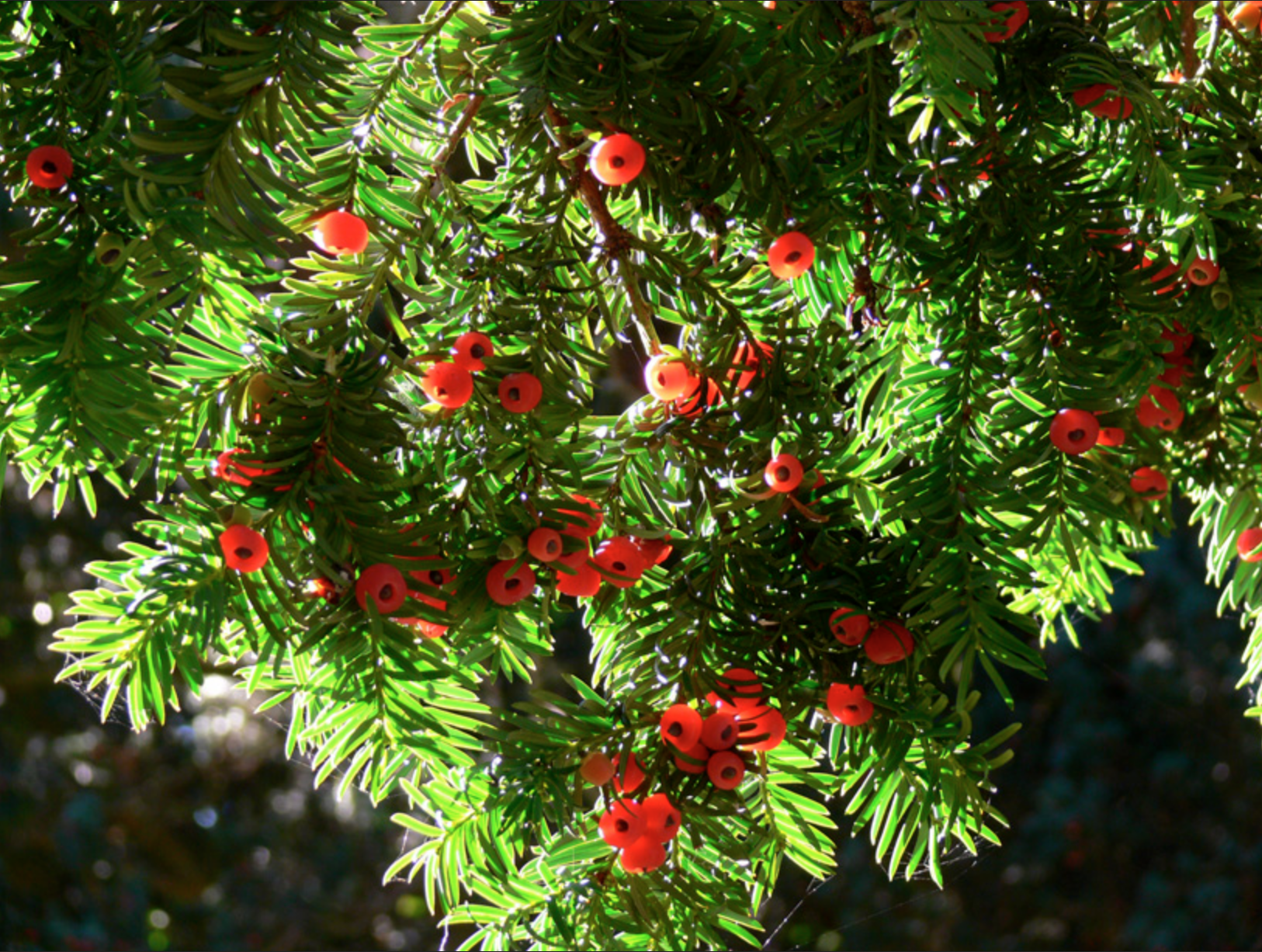  Yew Seed Pods 