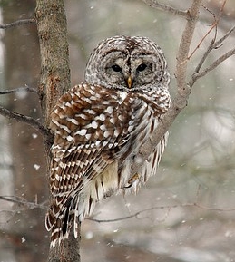 Barred Owl