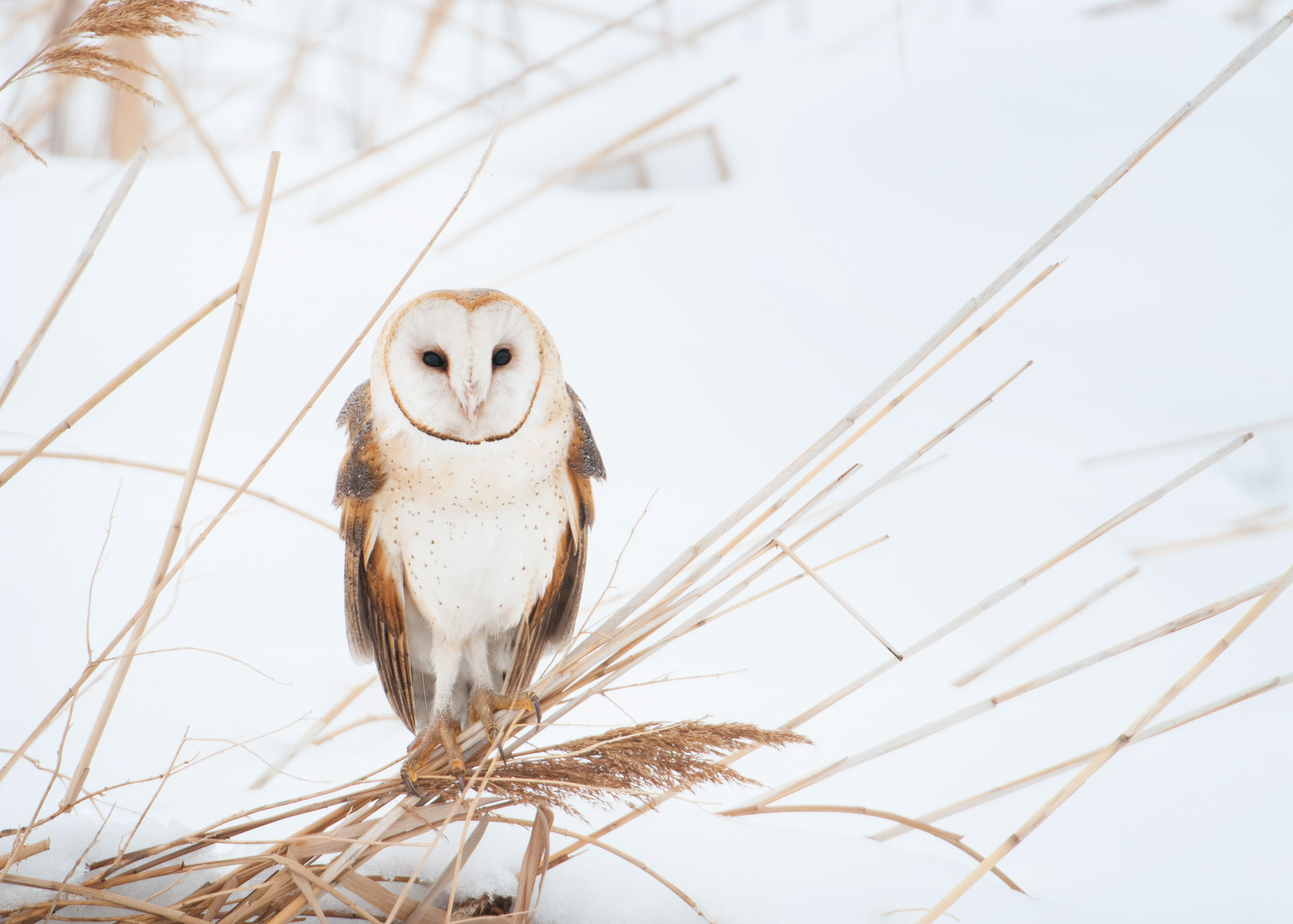 Barn Owl