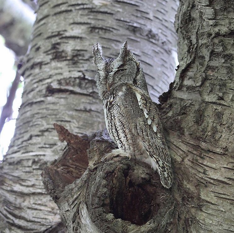 Screech Owl - Photo by Anne Brockel