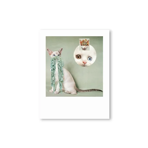 Cats&Plants とんでも Stephen Eichhorn 洋書 猫 写真集