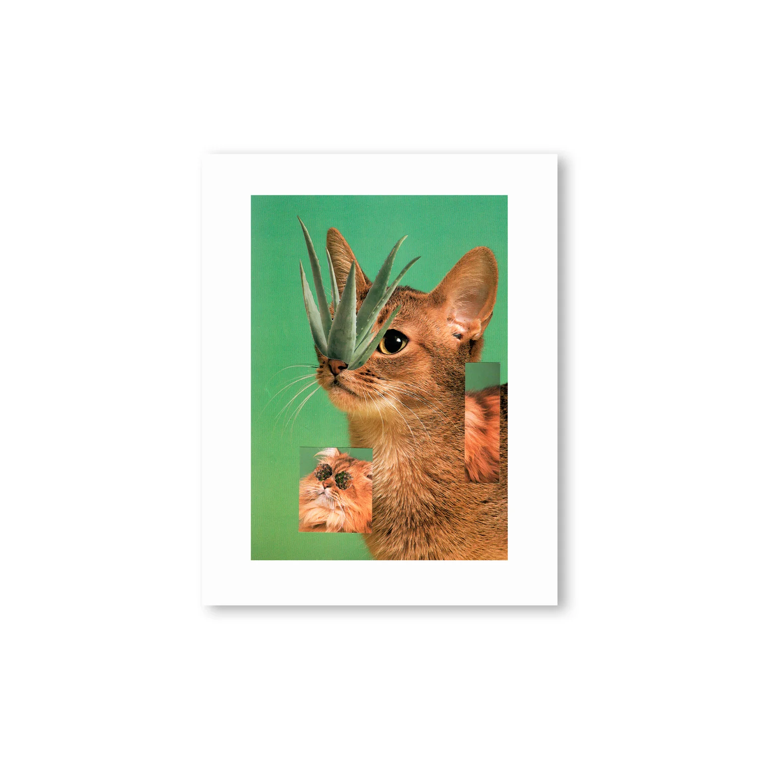 cactus_2.jpg