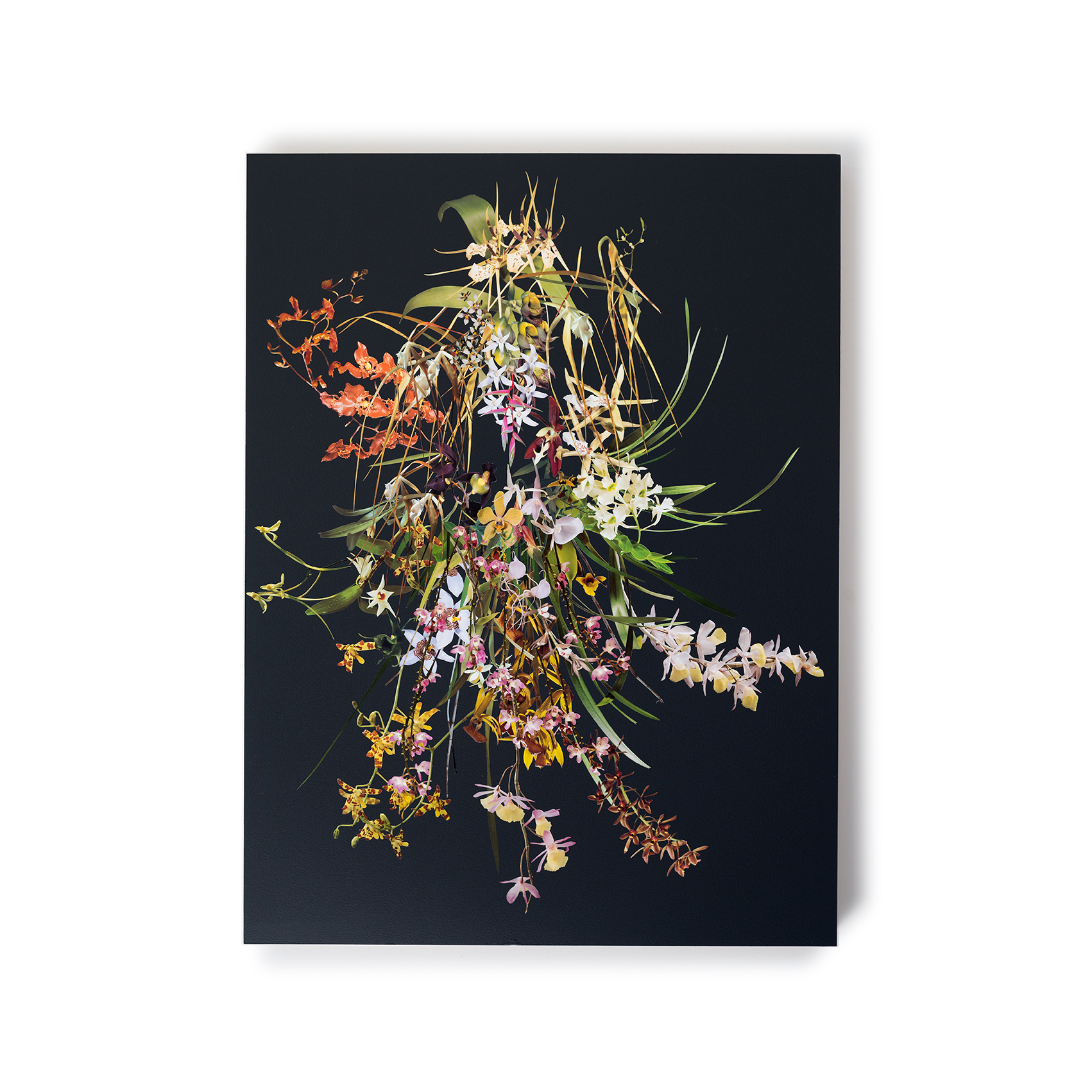 StephenEichhorn-Orchids-7.jpg