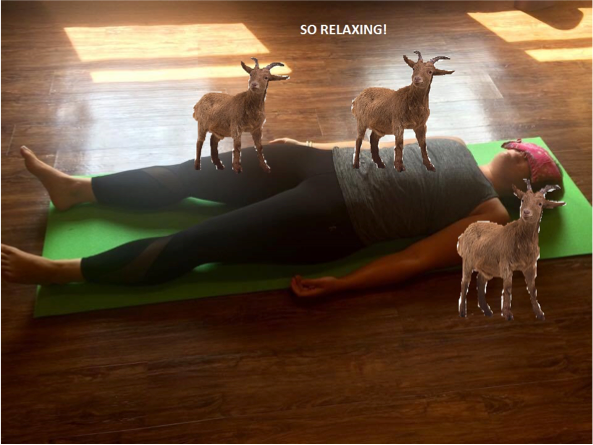 goat savasana - kelly