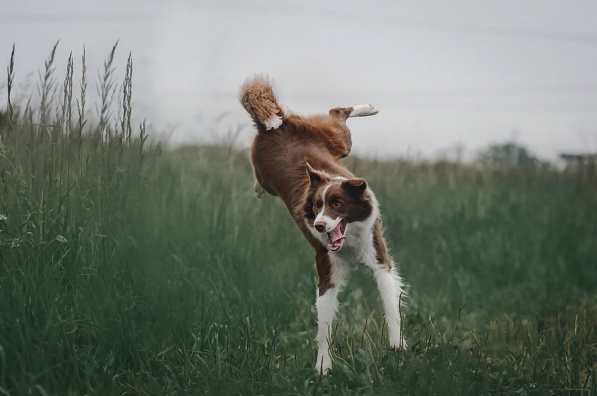 border-collie-4441585_1920.jpg