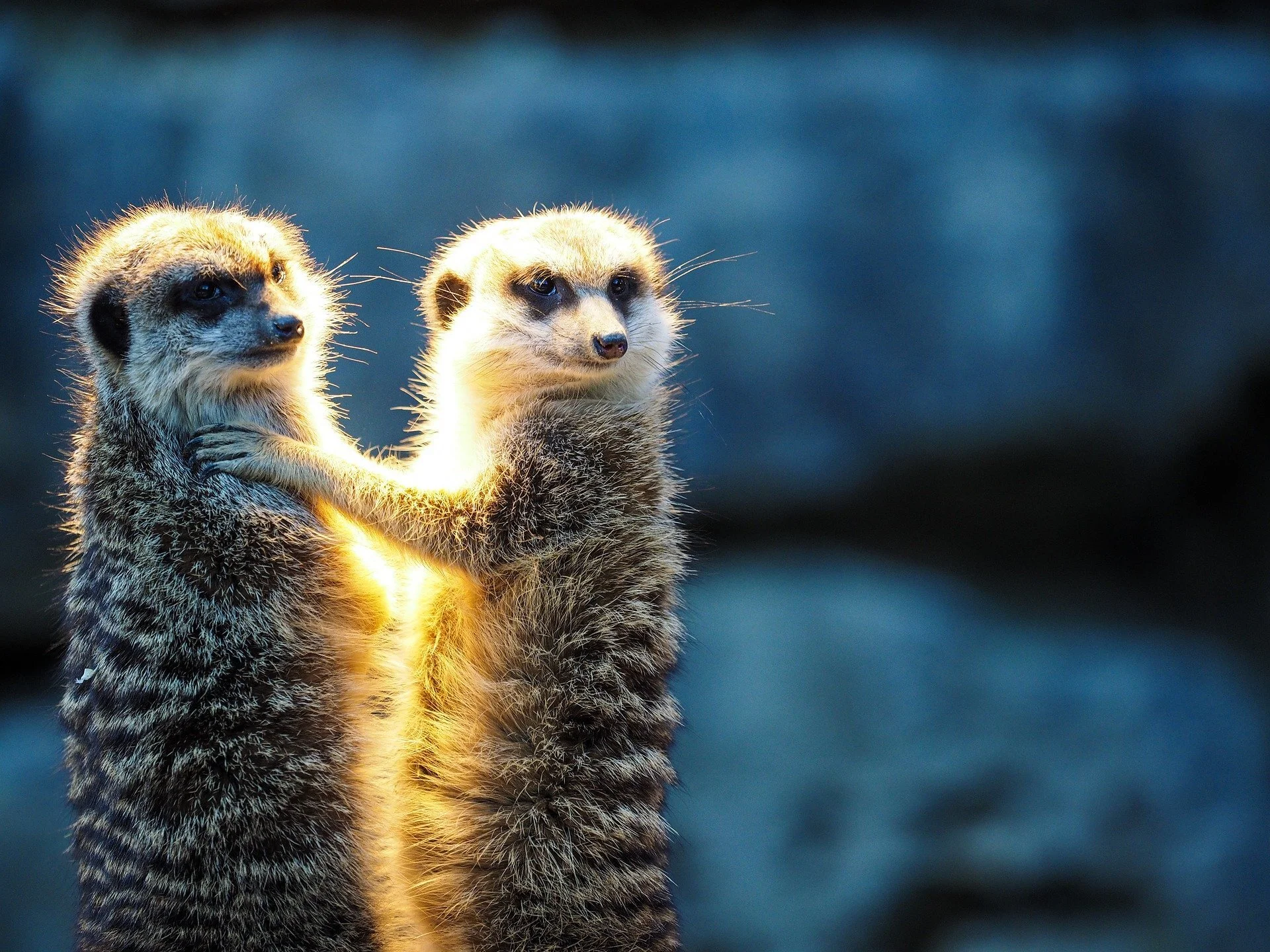 zoo-4821484_1920.jpg