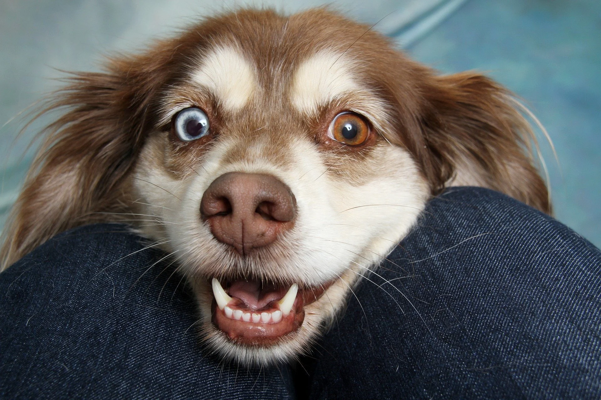 brown-and-white-dog-4633734_1920.jpg