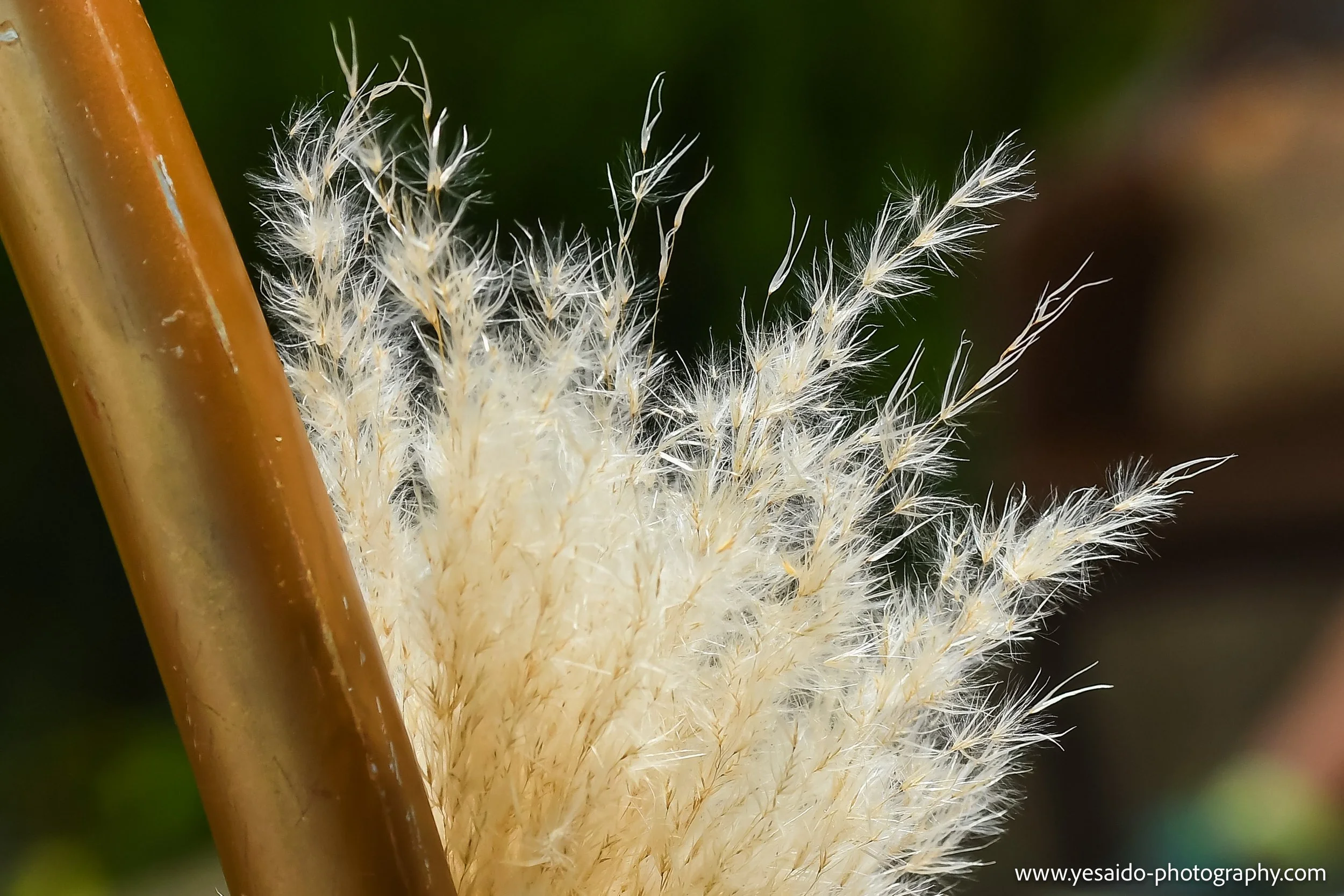 DSC_2904-8.jpg