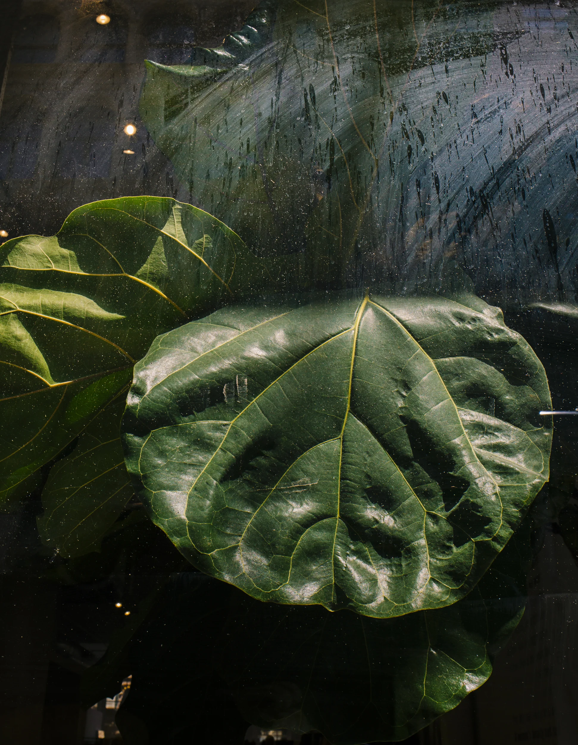 foliage.jpg