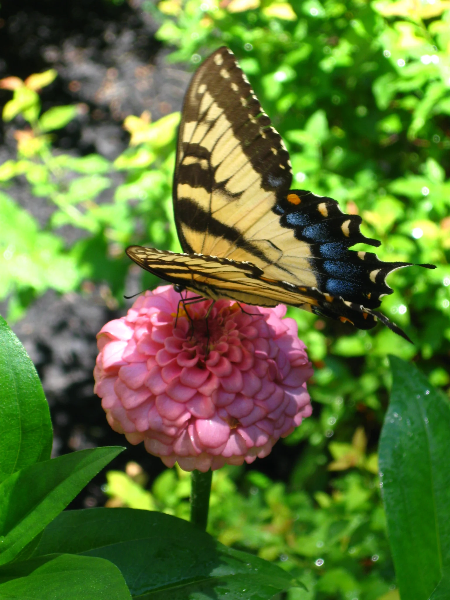 Butterflies are very cooperative posers!