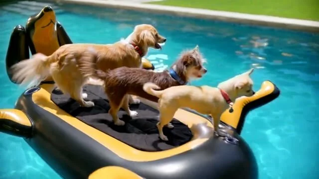 Nature’s Recipe "Fuel The Wag"