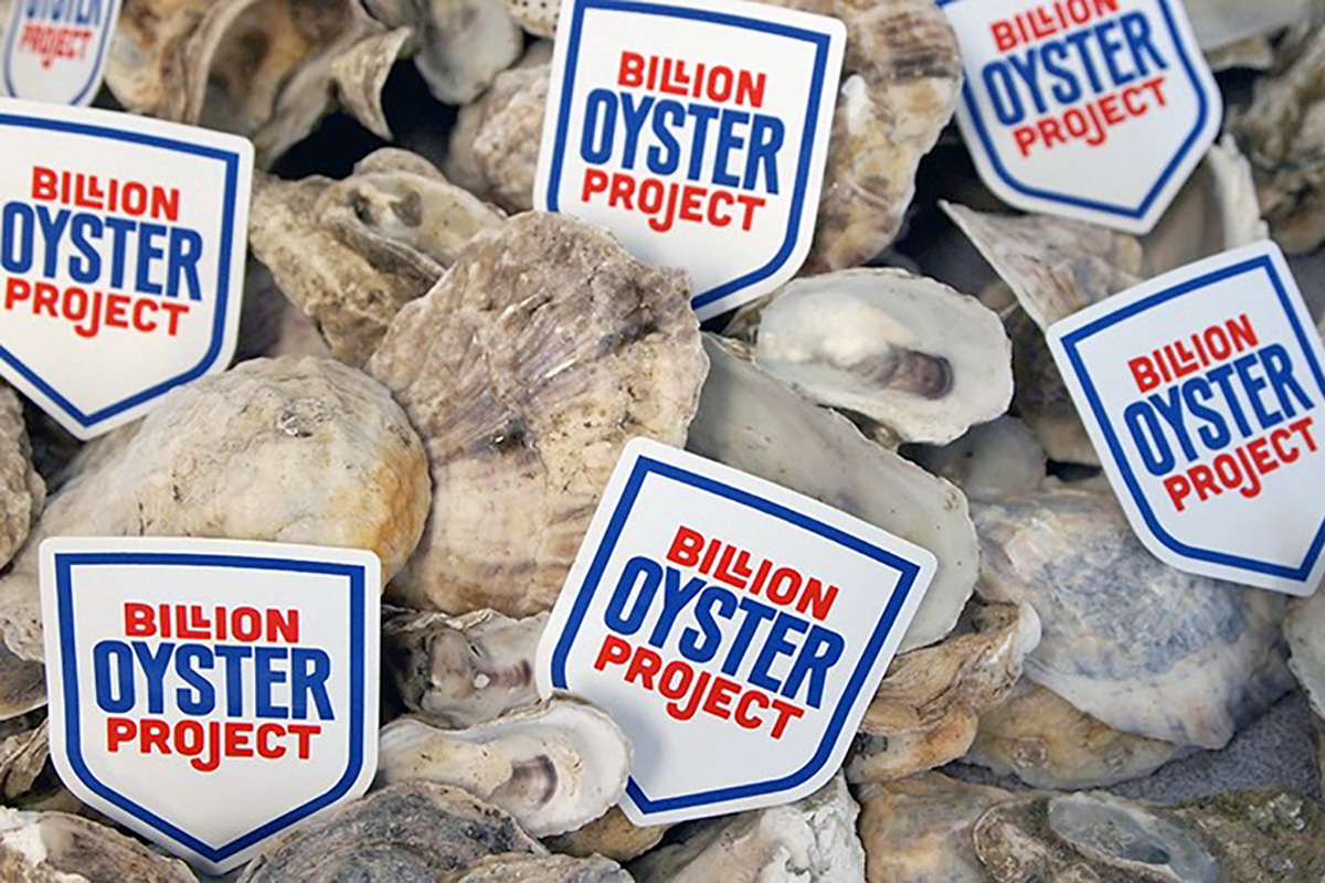 uc-murray-fisher-billion-oyster-project.jpg