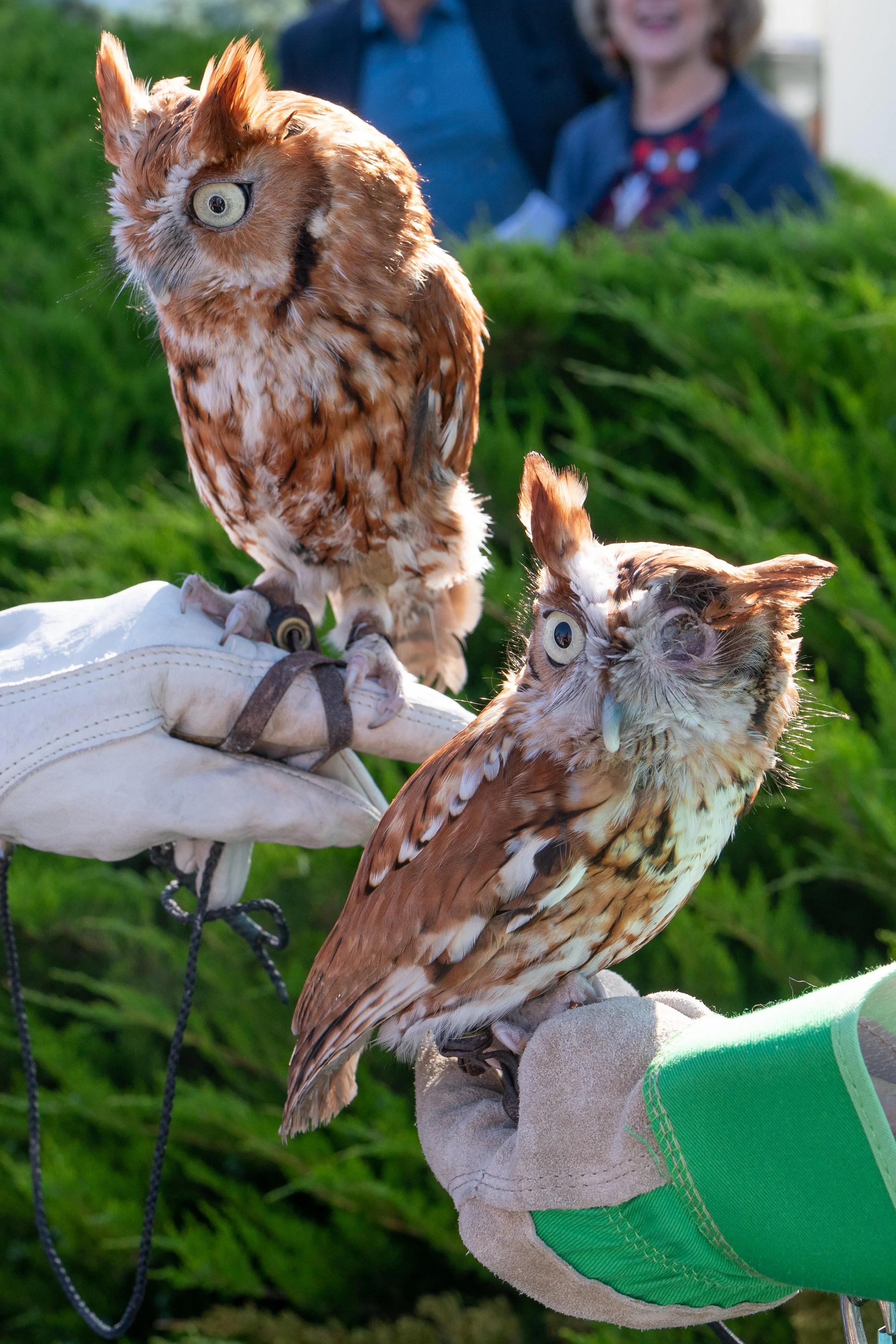 14th Annual Get Wild Benefit