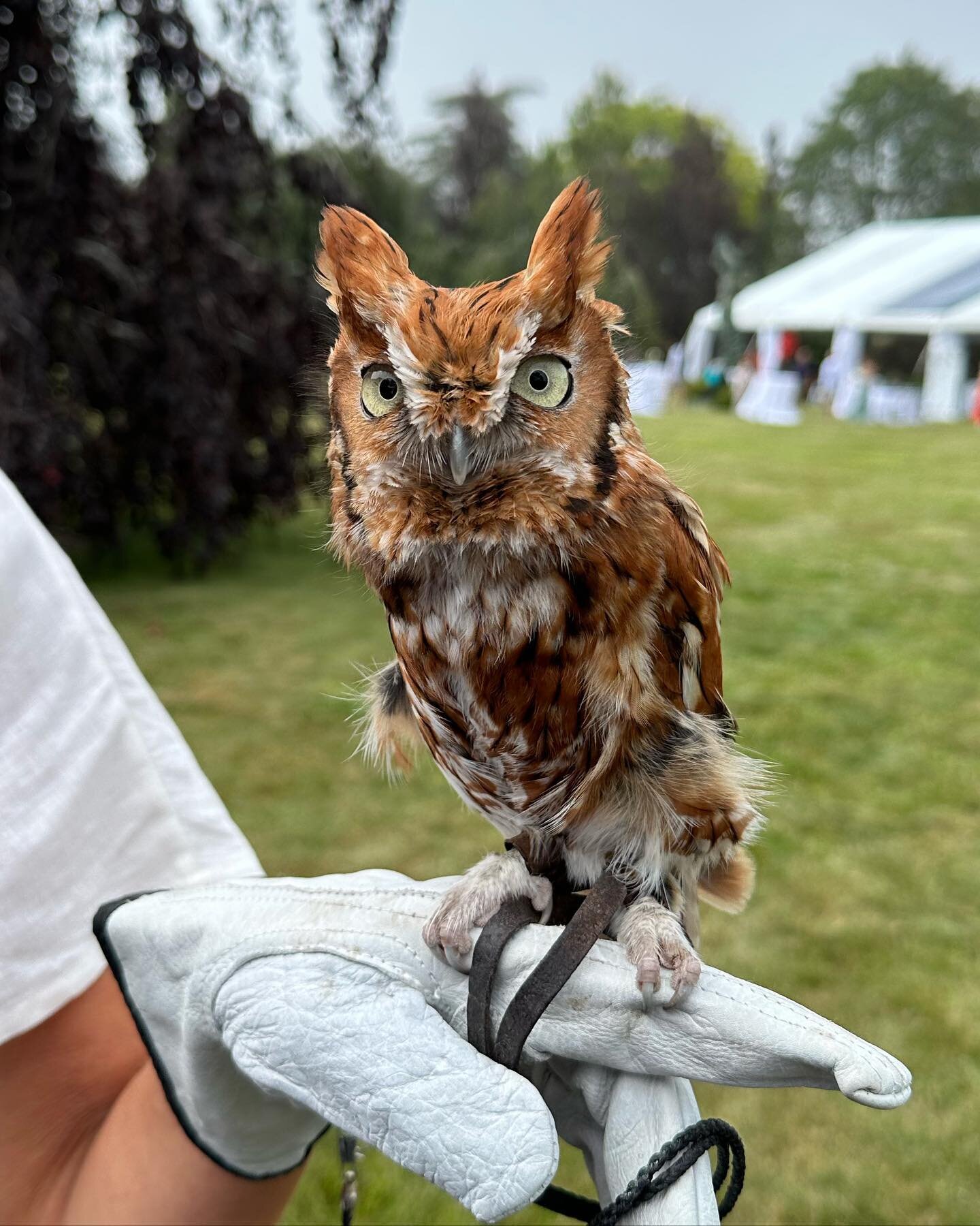 @wildliferescuecenter 15th annual gala to raise funds to continue to heal and safely release animals back into the wild across Eastern Long Island 

#animal #animalrescue #hamptons #sagaponack