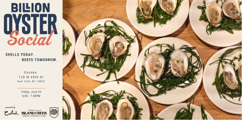 Billion Oyster Project Returns to Oceana