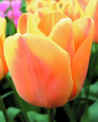 THE BEAUTY OF BULBS