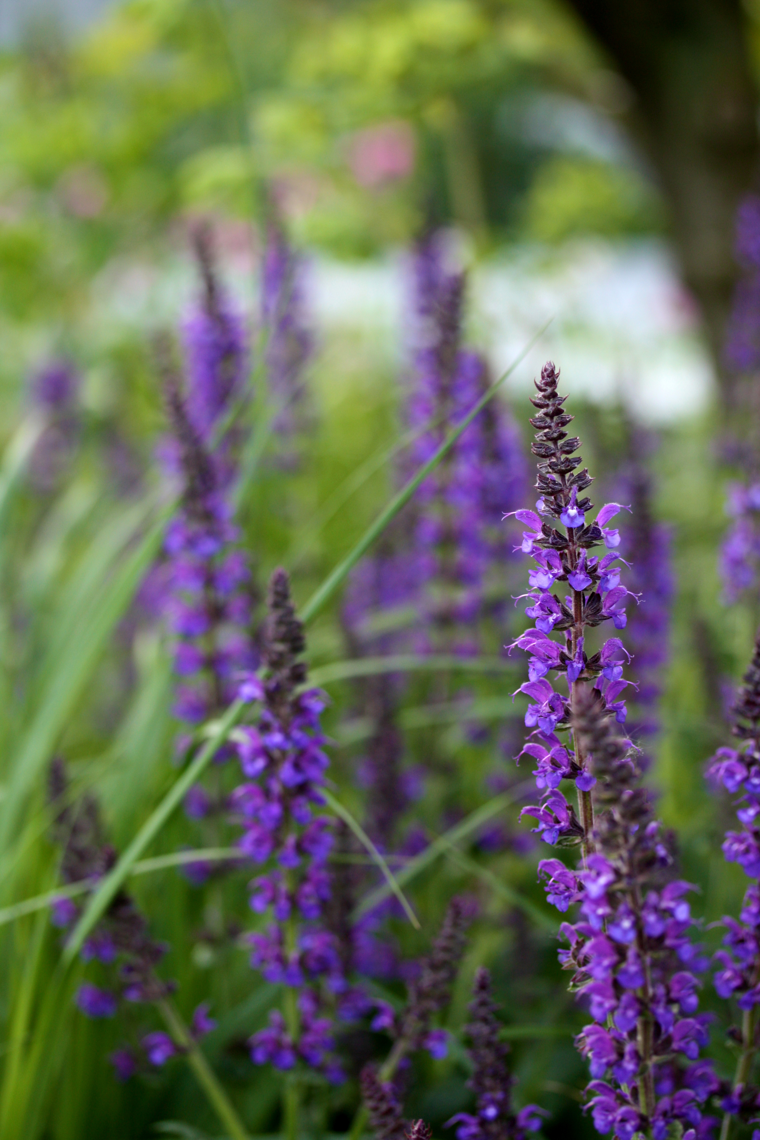 GENTLE PLANTING