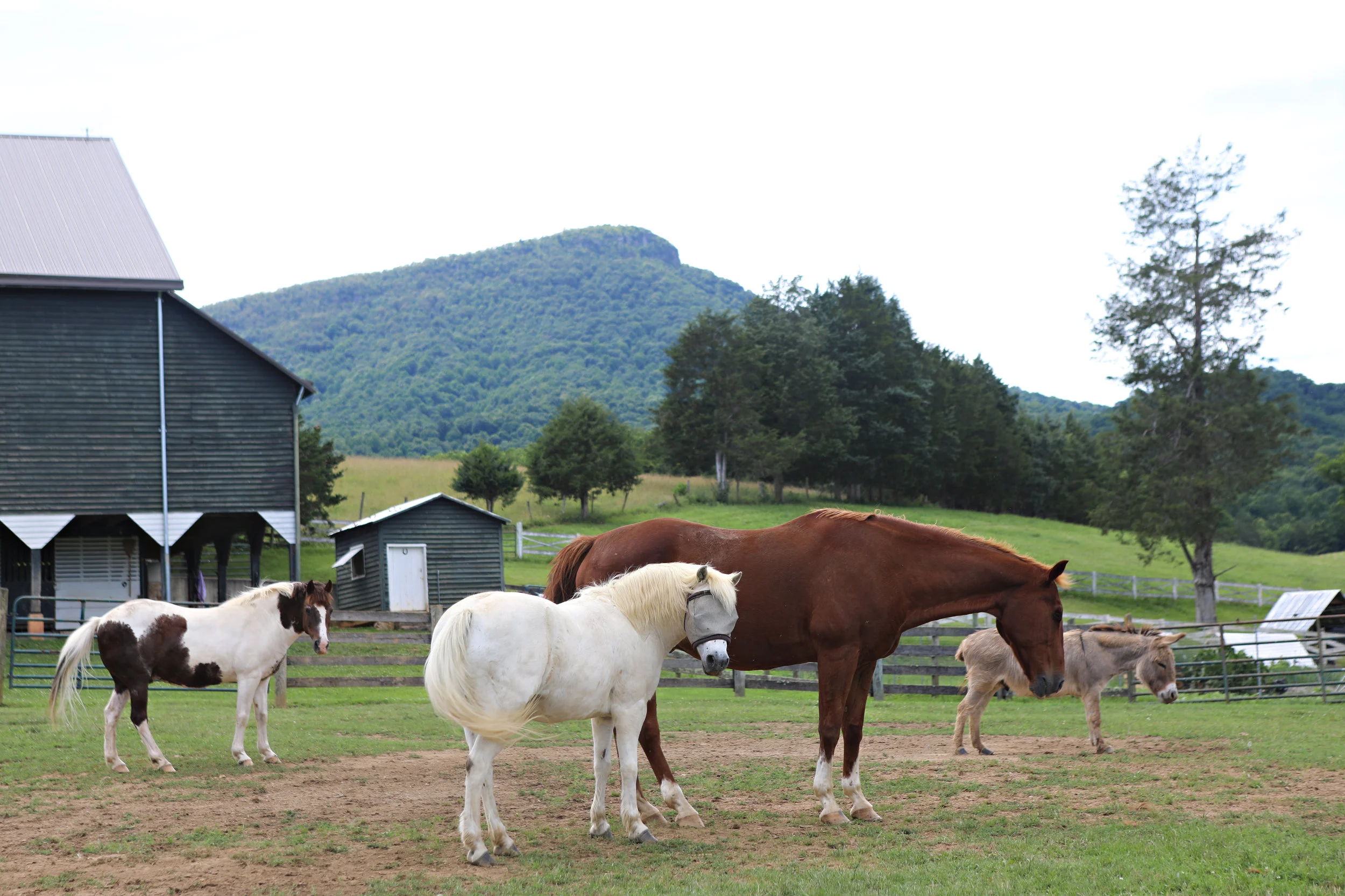 horses by the barn.jpg