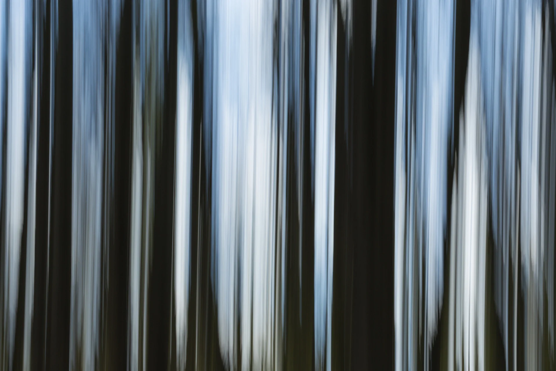 SLockhartForestAbstract.jpg