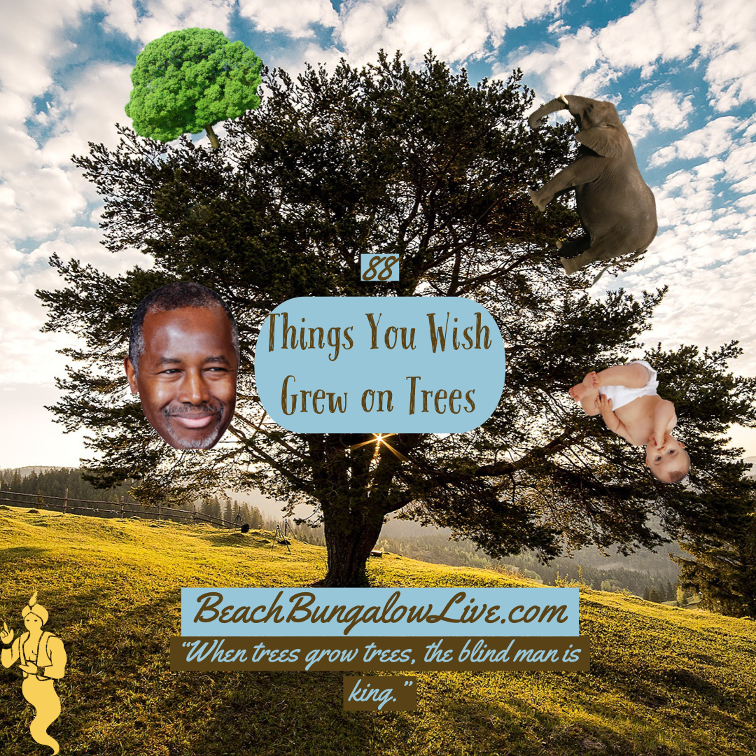 088: Things You Wish Grew on Trees