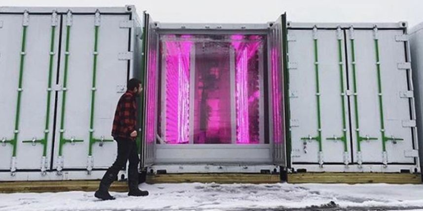 Brooklyn Farmers Are Growing Crops Inside Shipping Containers