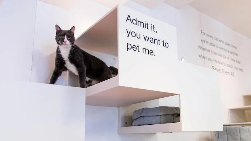 SoHo 'Gallery' Showcases Adoptable Cats And Dogs