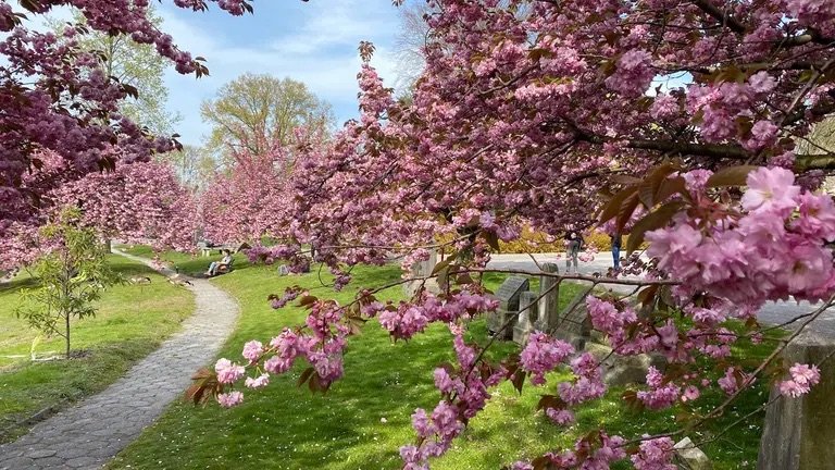 Cherry Blossom Tour in NYC