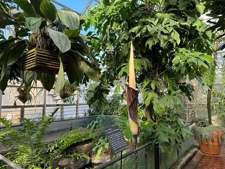 Corpse Flower Is About To Bloom At The Brooklyn Botanic Garden