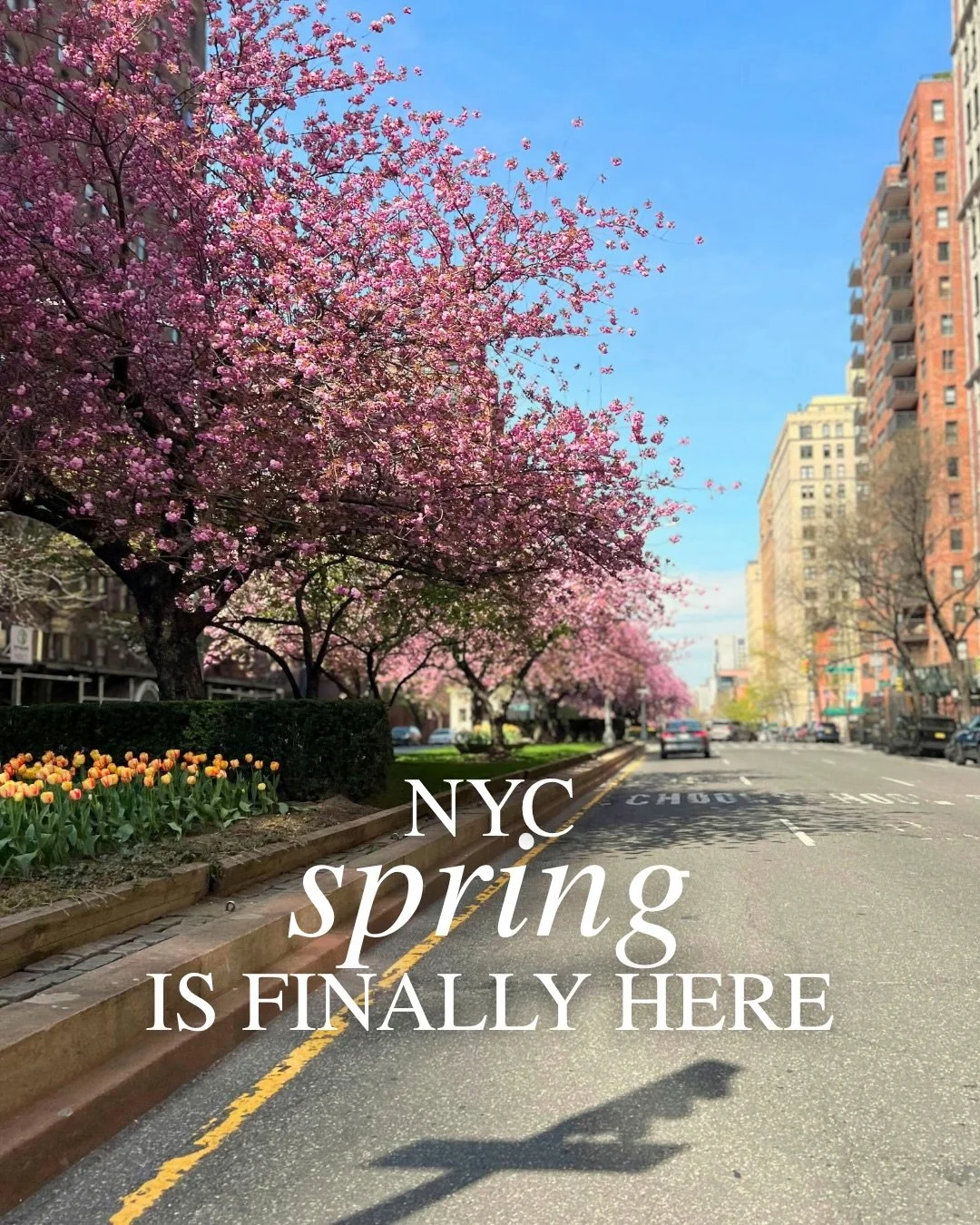 Save this for your spring walks🤍

Late March to mid-April is your window, with early April being peak bloom and it only lasts about a week, which makes it even more special🌸

#nyccherryblossom #nycspring #centralparknyc #brooklynbotanicgarden #nycl