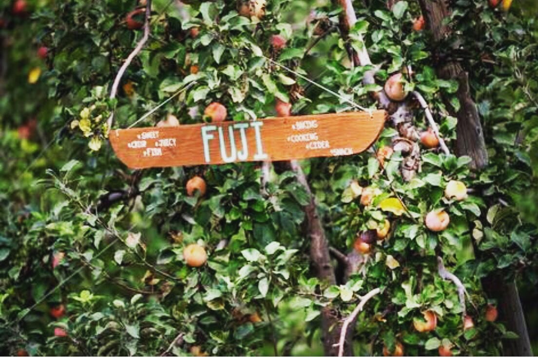 Fuji apples are a favorite of farmers, Steve and Alex Chinchiolo. Extra crunch and extra sweet, try making applesauce or apple butter with them!