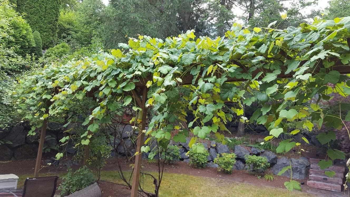 The grape vines are growing well.