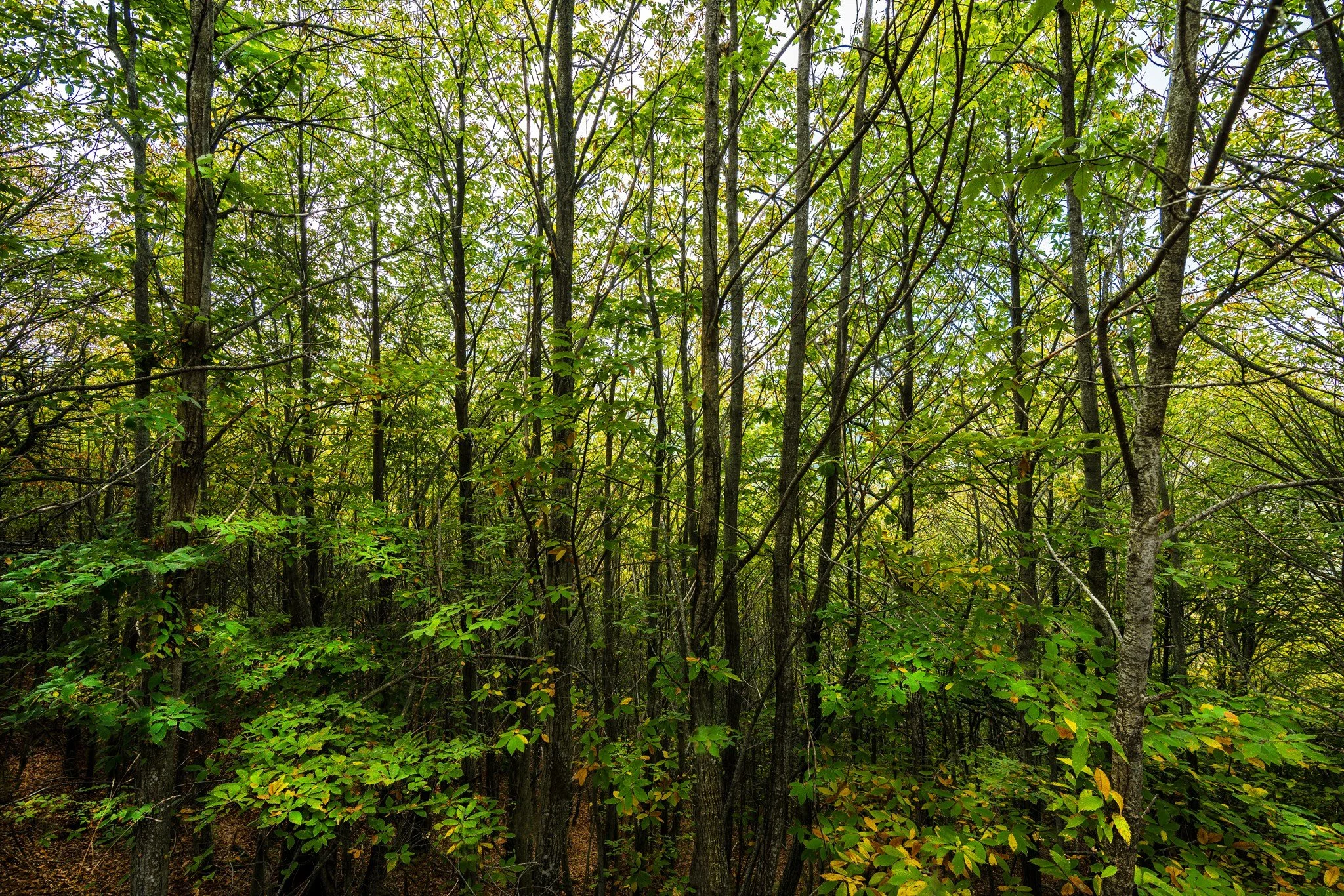DSC_0026.jpg