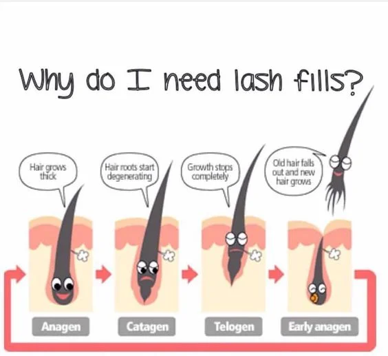 Stages of Lash Growth