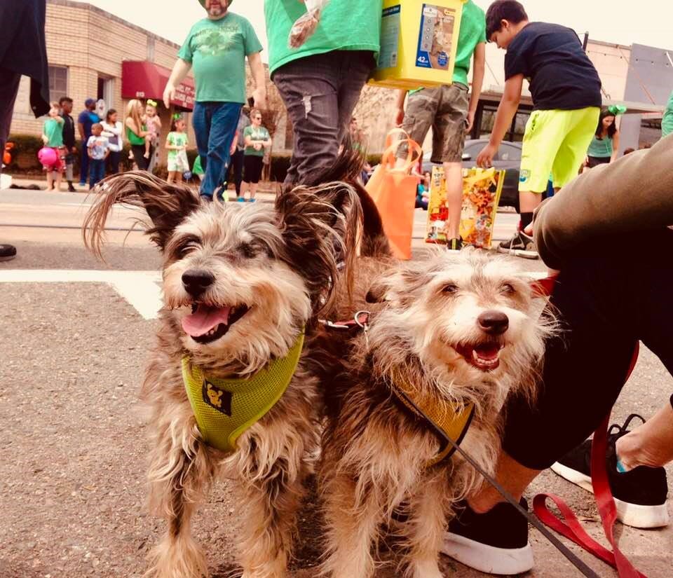 Philip and Karen Martin's pups enjoy the St. Pat's Parade. Dublin, left, has recently had a surgery to remove her eye due to glaucoma, but the Martin's fur kids are slowing for no one. 